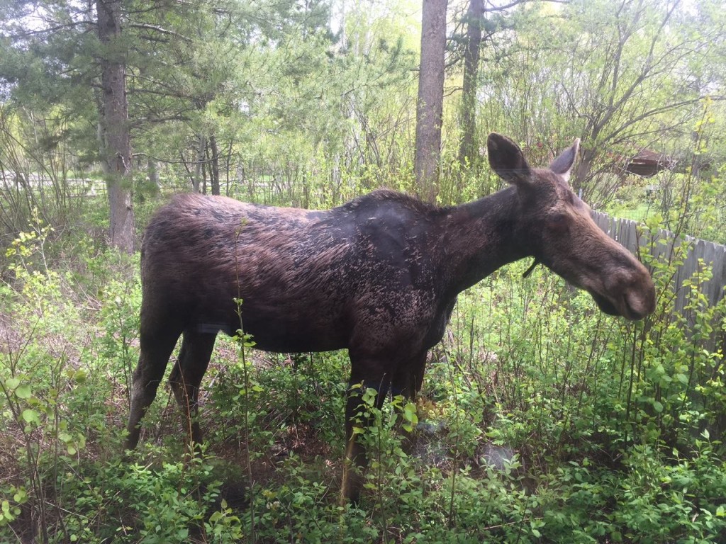 Wildlife Safety